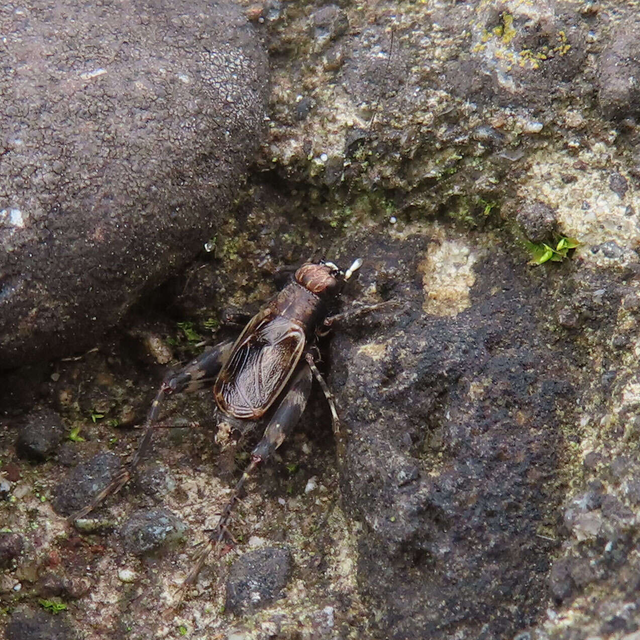 Plancia ëd Dianemobius fascipes nigrofasciatus (Matsumura 1904)