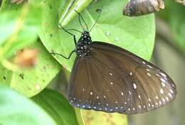 Euploea phaenareta Schaller 1785的圖片