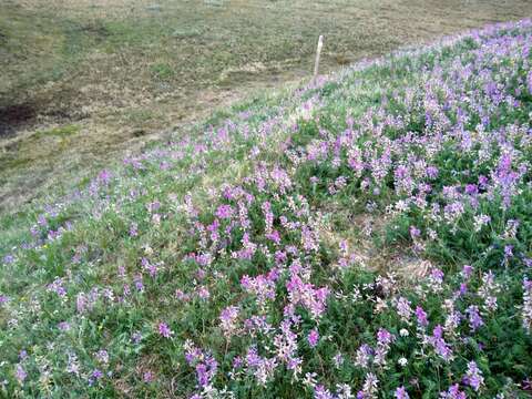 Plancia ëd Hedysarum hedysaroides subsp. arcticum (B. Fedtsch.) P. W. Ball