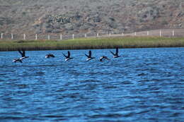 صورة Branta bernicla nigricans (Lawrence 1846)