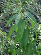 Urtica gracilis subsp. gracilis resmi