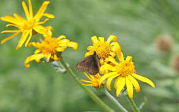 Image of Yellow-banded Ringlet