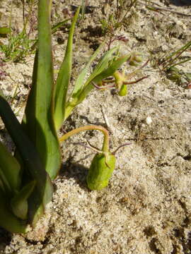 Image of Ornithoglossum viride (L. fil.) Dryand. ex W. T. Aiton