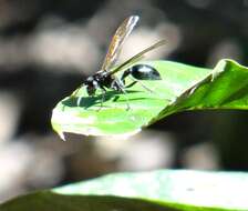 Agelaia angulata (Fabricius 1804)的圖片