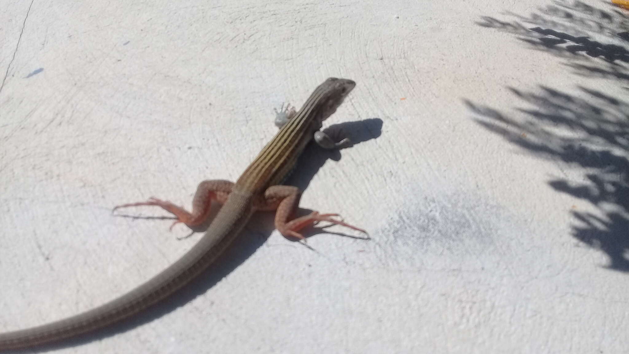 Image of YucatanWhiptail