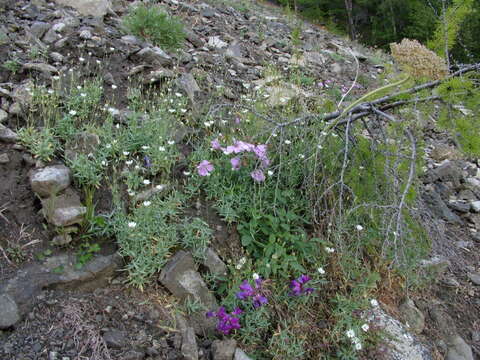 Image of Stellaria fischeriana Ser.