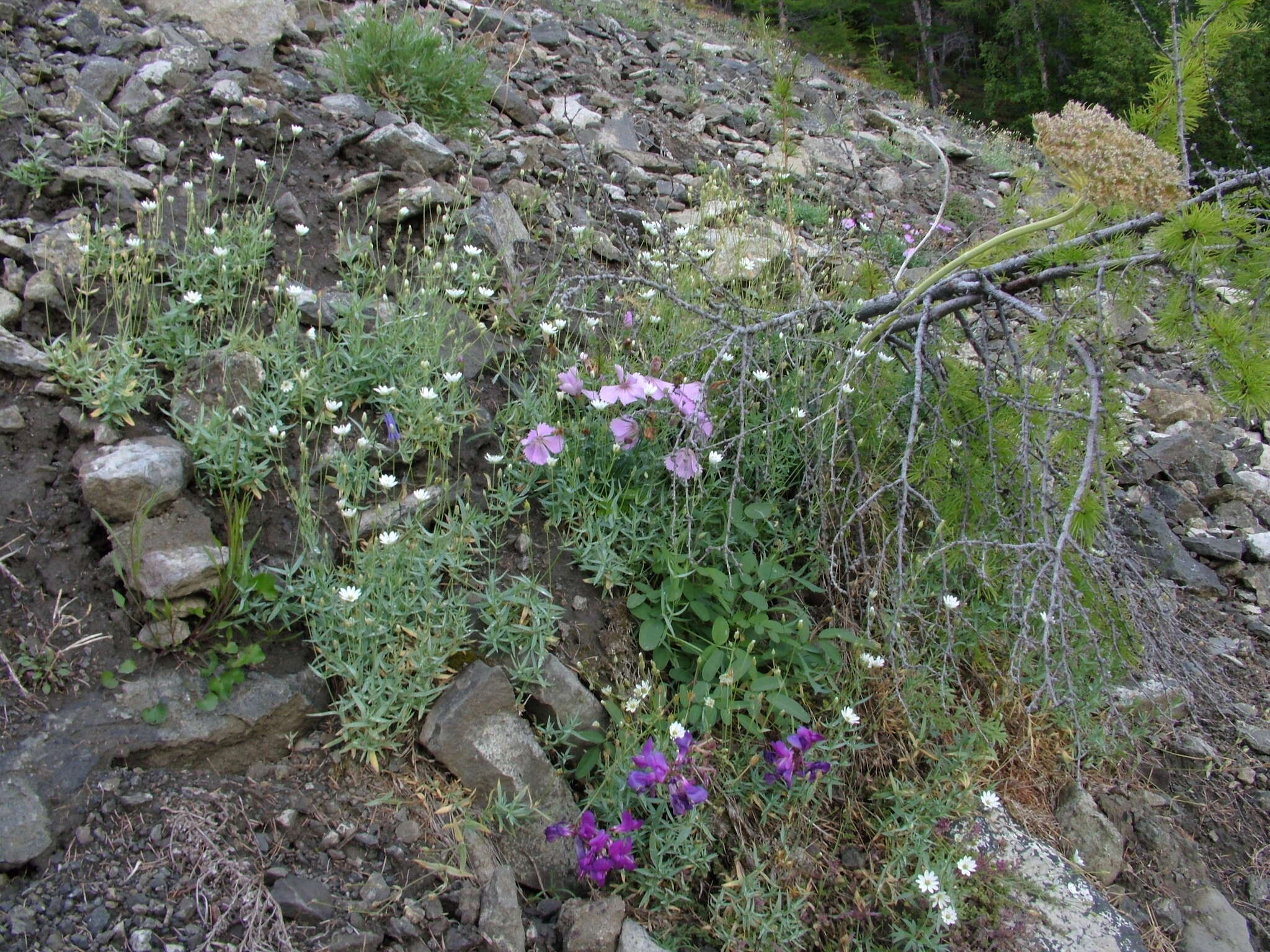 Imagem de Stellaria fischeriana Ser.