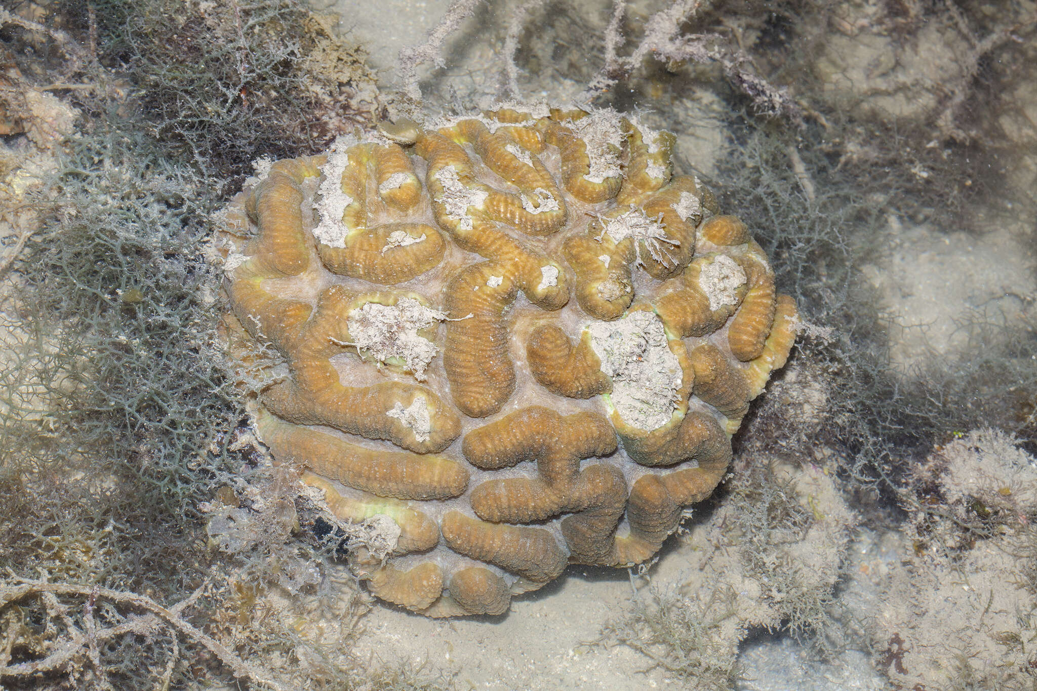 Lobophyllia radians (Milne Edwards & Haime 1849)的圖片