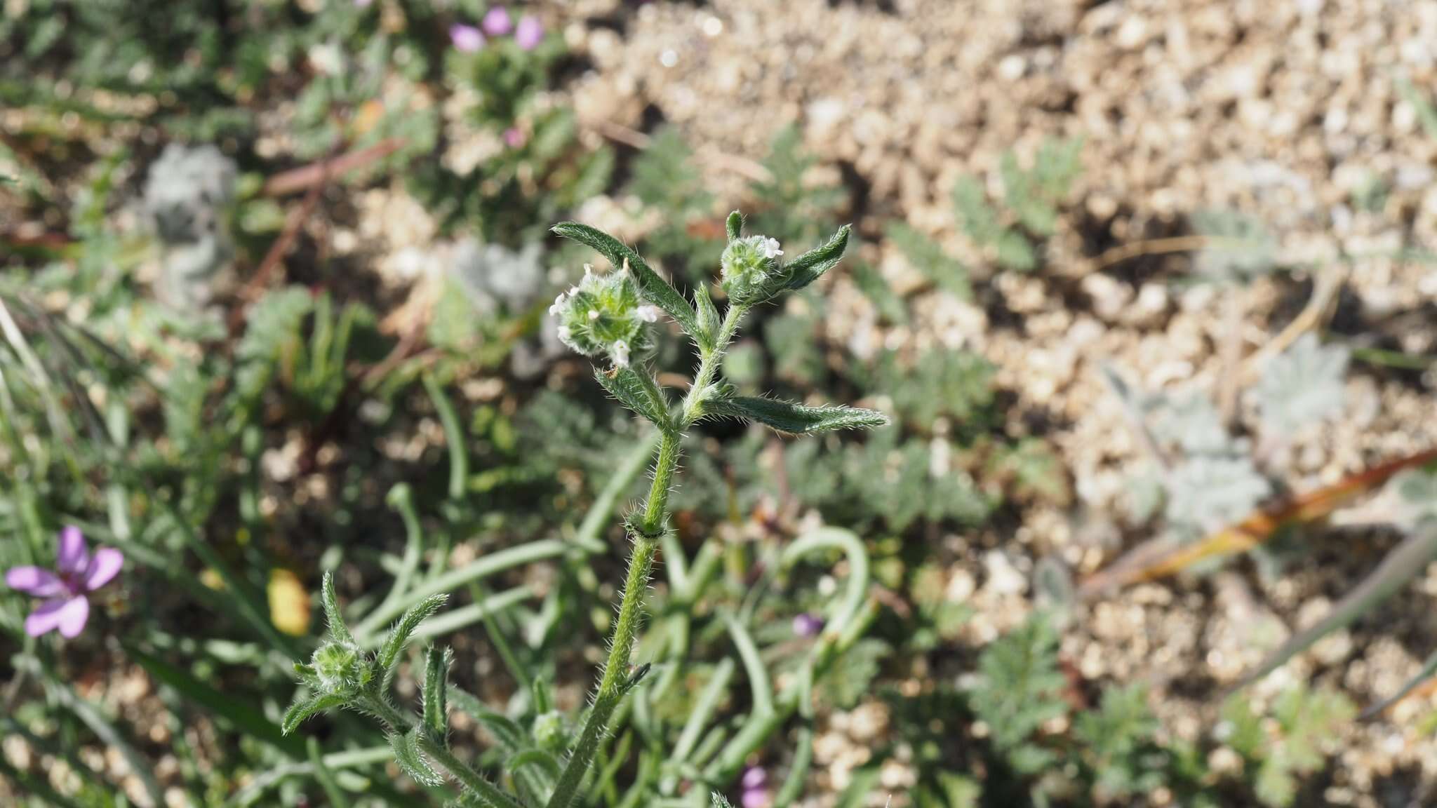 Plancia ëd Cryptantha pterocarya (Torr.) Greene