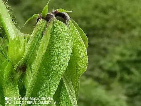 Image of Vigna reflexo-pilosa Hayata