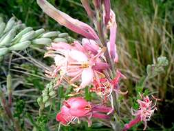 Oenothera suffrutescens (Ser.) W. L. Wagner & Hoch resmi