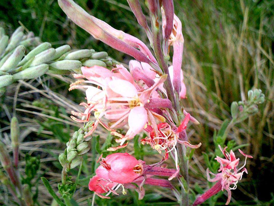 Oenothera suffrutescens (Ser.) W. L. Wagner & Hoch resmi