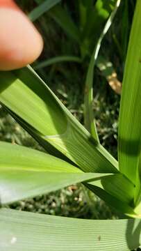 Image of cosmopolitan bulrush