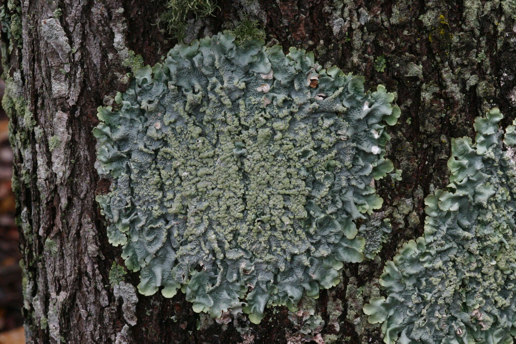 Image of Texan canoparmelia lichen