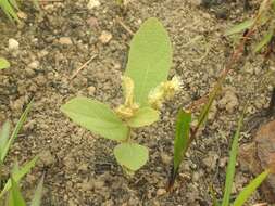 Image of Croton crassifolius Geiseler