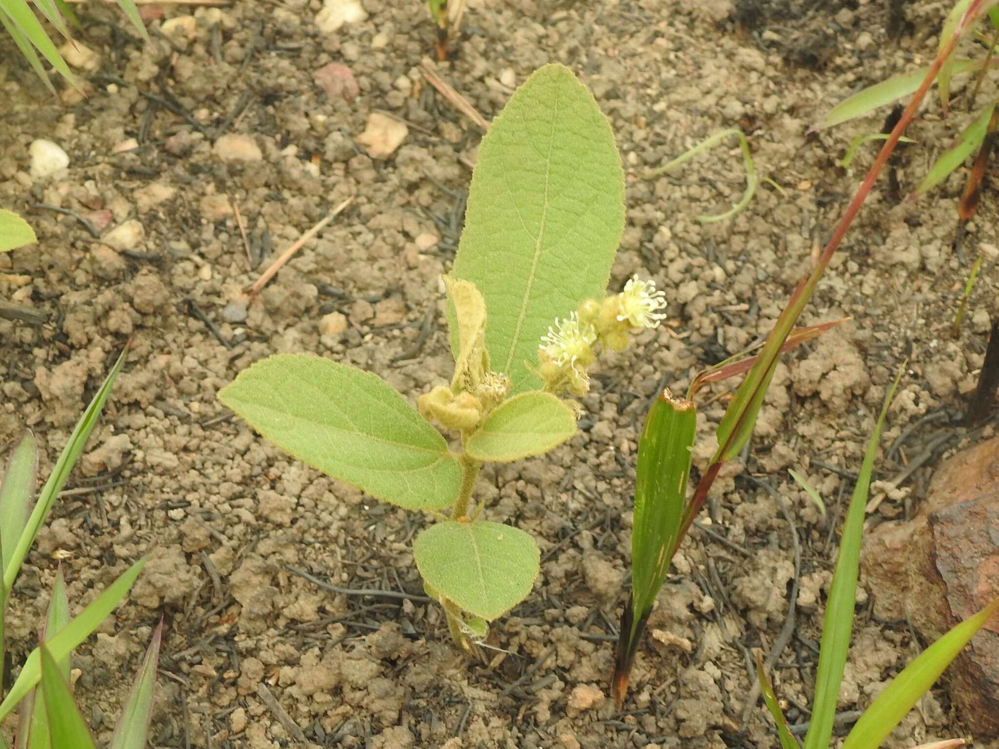 Image of Croton crassifolius Geiseler