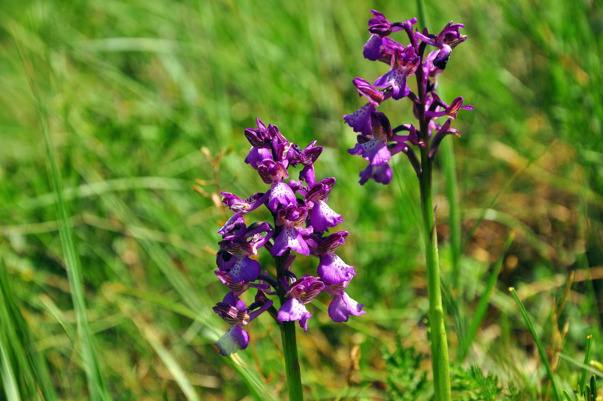 Anacamptis morio subsp. caucasica (K. Koch) H. Kretzschmar, Eccarius & H. Dietr. resmi