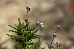 Image of Santa Rosa Island sage