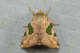 Chloroplaga nygmia Swinhoe 1893的圖片