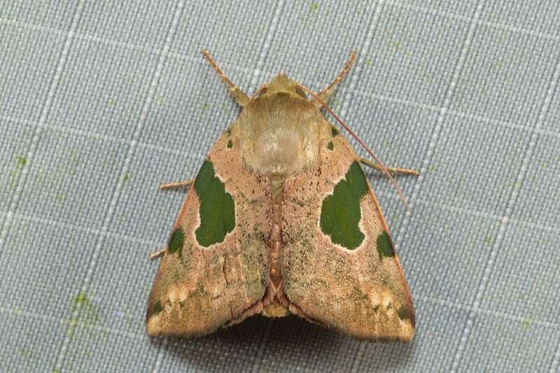 Chloroplaga nygmia Swinhoe 1893的圖片