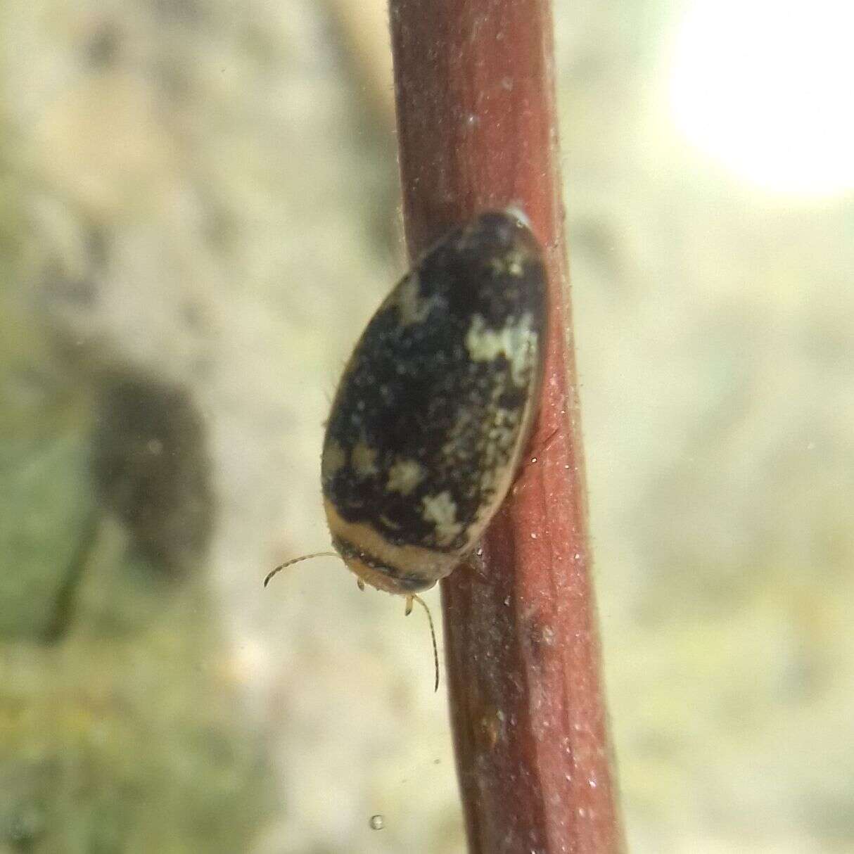 Image of Water beetle