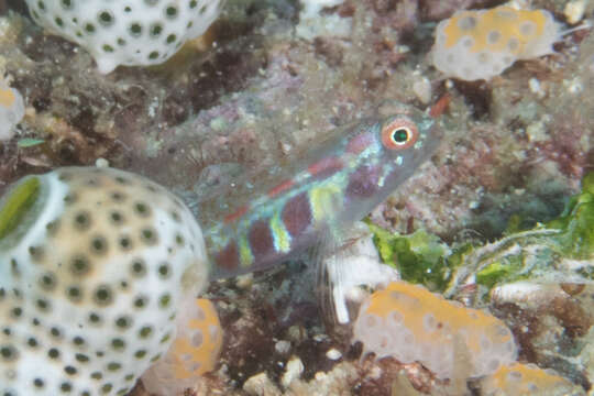 Image of Terry&#39;s dwarfgoby