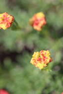 Eriogonum thymoides Benth. resmi