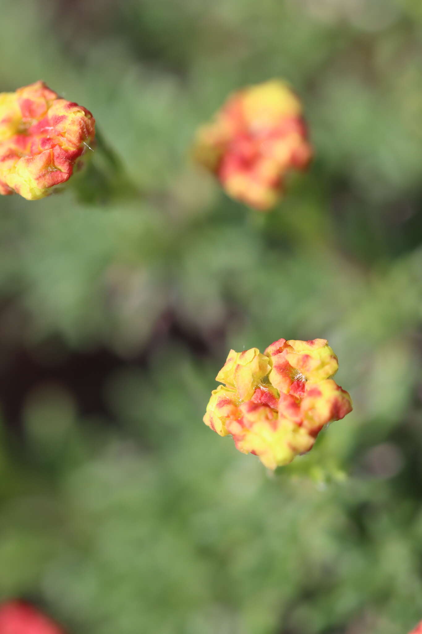 Eriogonum thymoides Benth. resmi