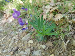 Image of Lathyrus filiformis (Lam.) Gay