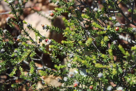 Image of Phylica rogersii Pillans