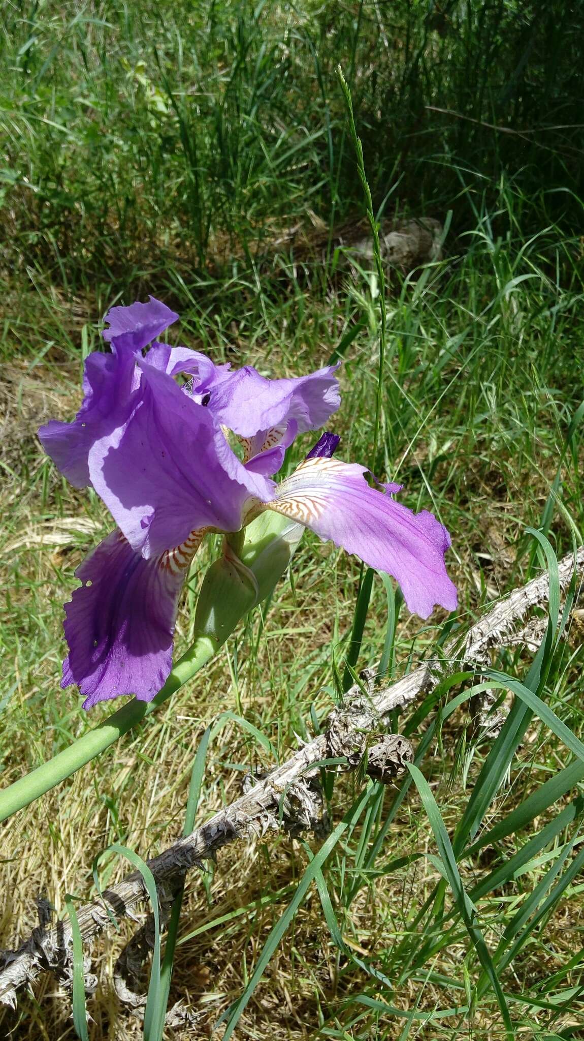 Plancia ëd Iris germanica L.