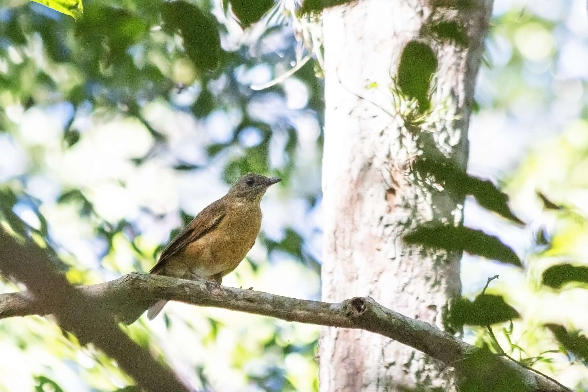 Image of Cocoa Thrush