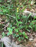 Слика од Cephalanthera falcata (Thunb.) Blume