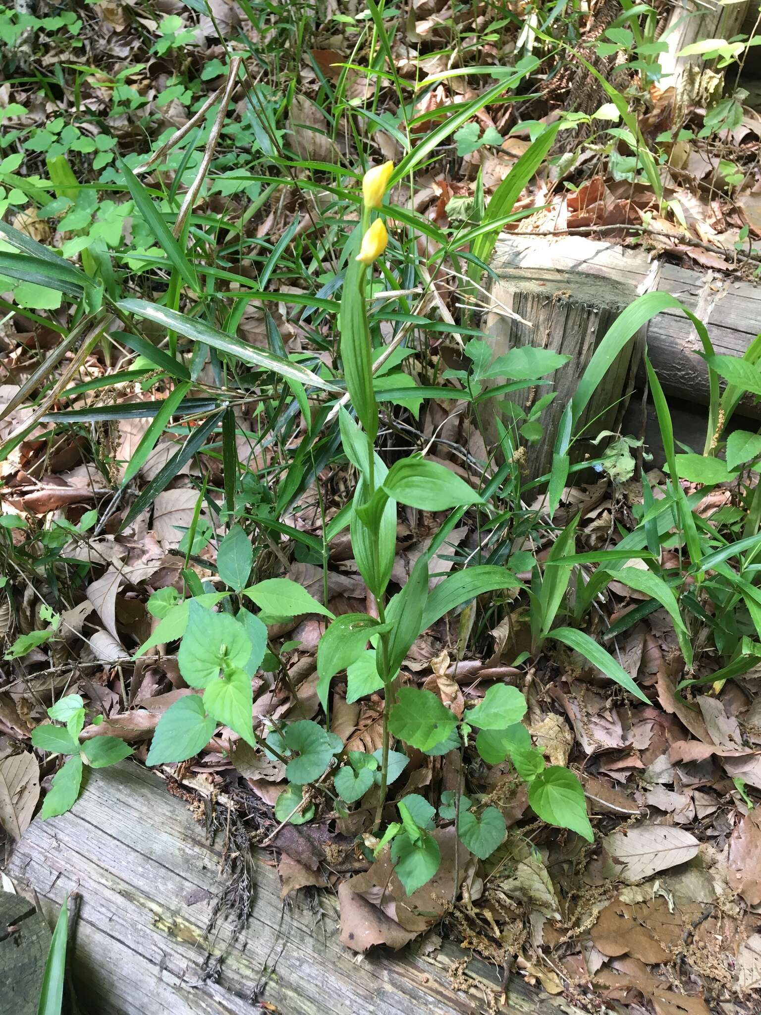 Слика од Cephalanthera falcata (Thunb.) Blume