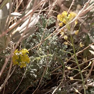 Plancia ëd Descurainia bourgaeana (E. Fourn.) Webb