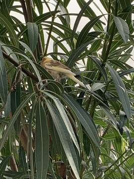 Image of Serinus canaria domestica