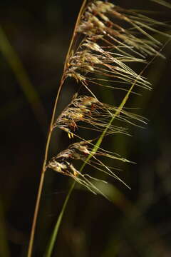 Image of Lopsided Indian Grass