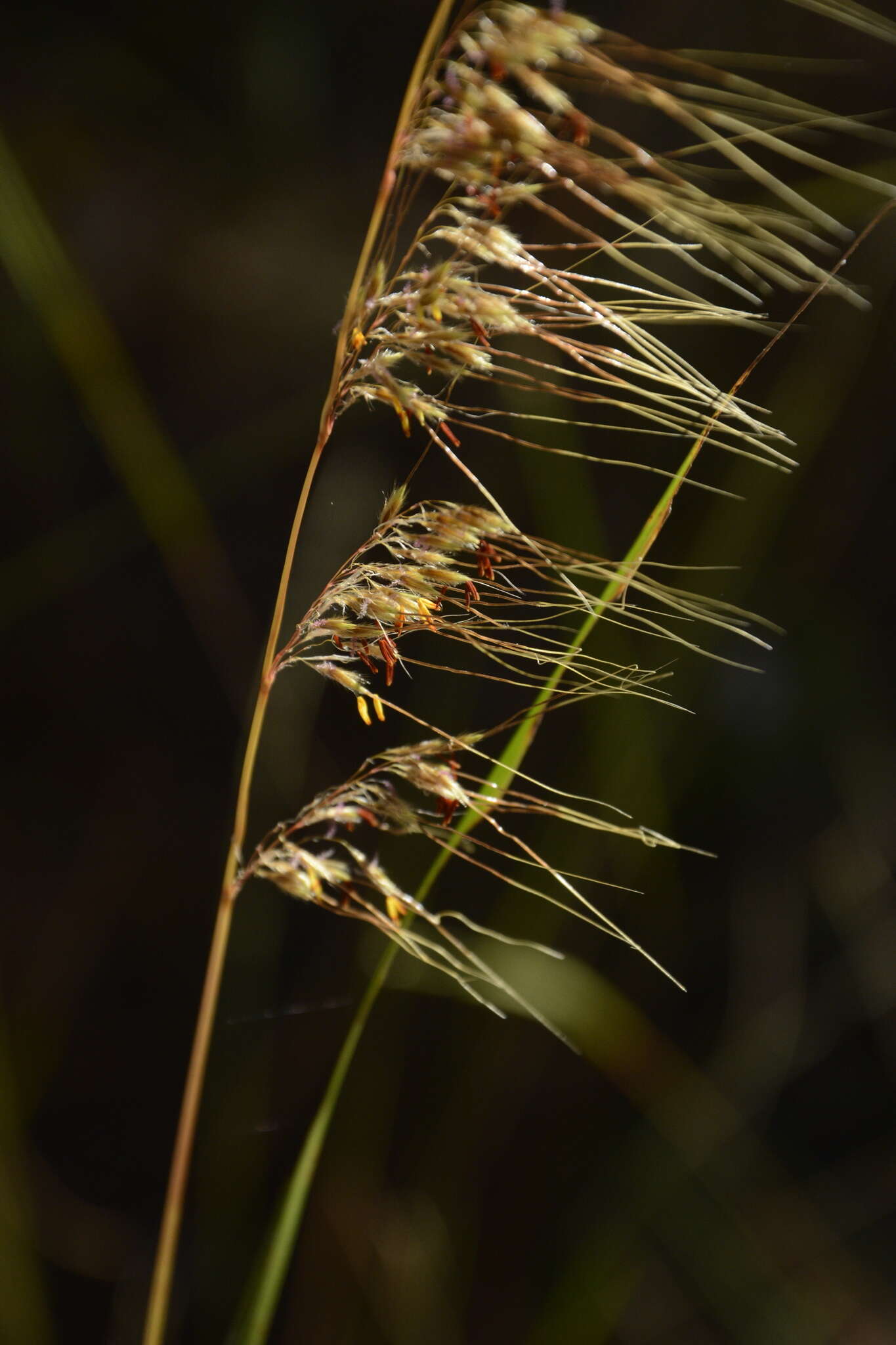 Image of Lopsided Indian Grass