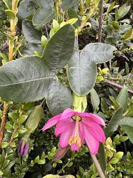 Image of Passiflora glaberrima (A. Juss.) Triana & Planch.