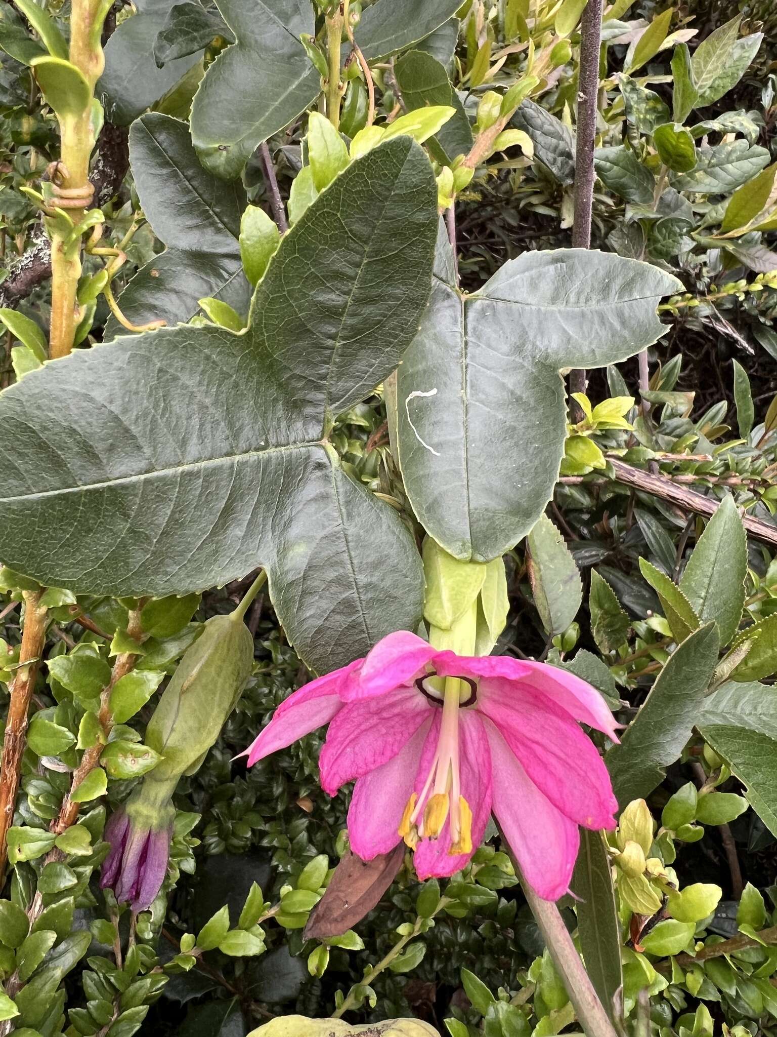 Passiflora glaberrima (A. Juss.) Triana & Planch.的圖片