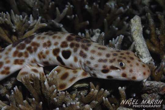 Image of Freycinet's Epaulette Shark