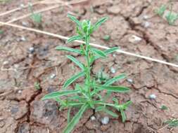 Image of Pulicaria arabica subsp. arabica