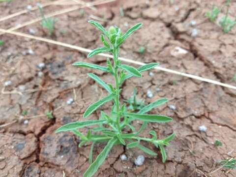 Imagem de Pulicaria arabica (L.) Cass.