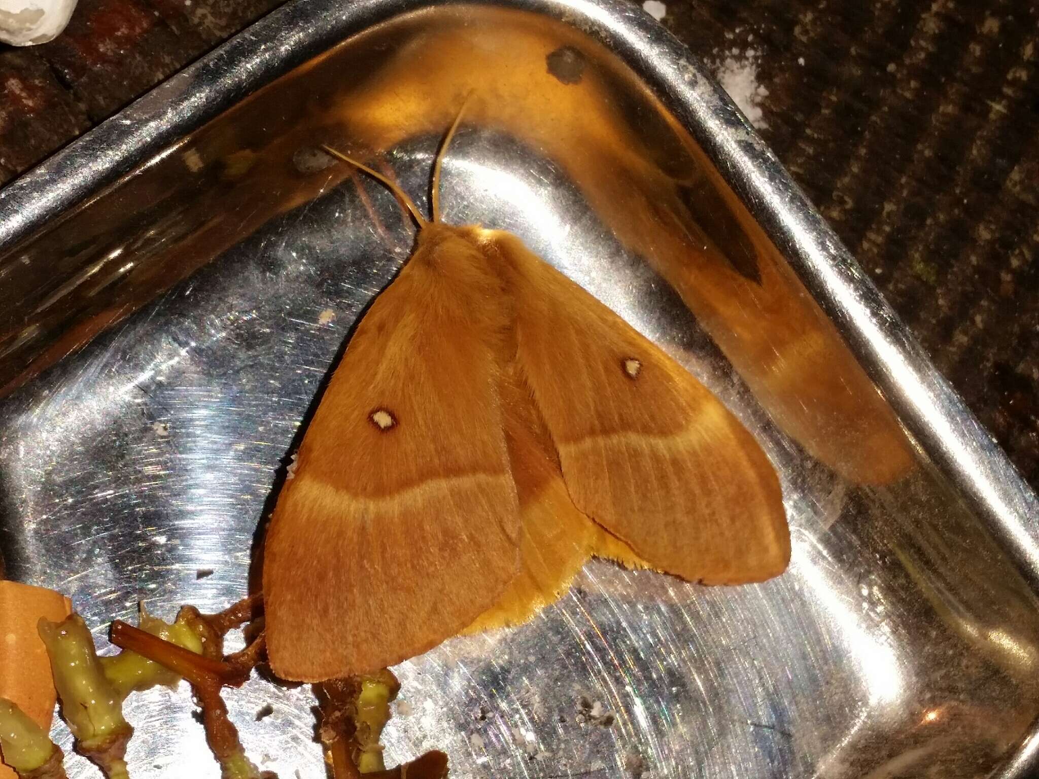 Image of oak eggar