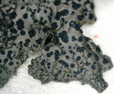 Image of navel lichen