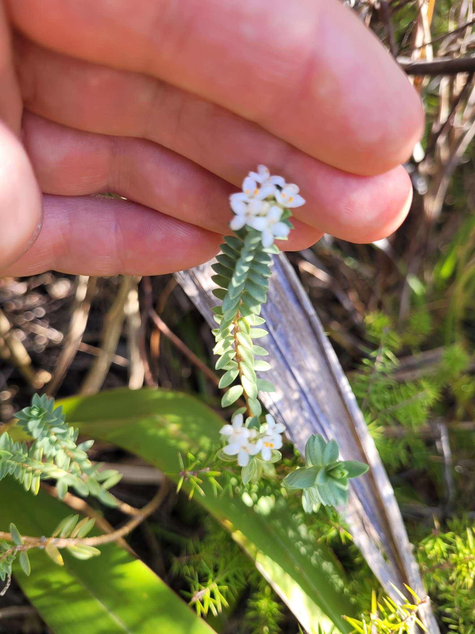 Image of Pimelea orthia C. J. Burrows & Thorsen