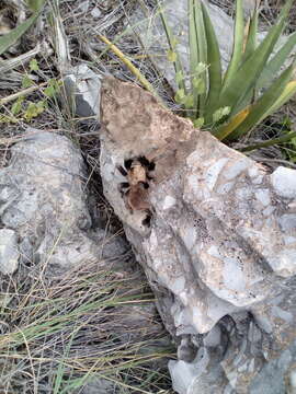 Image of Texas Tan Tarantula