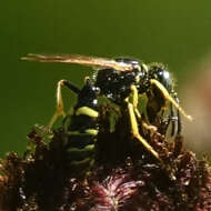 Image de Philanthus bilunatus Cresson 1865