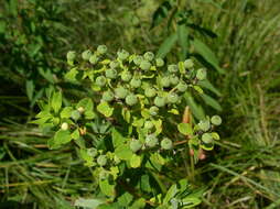 Image of Hairy Spurge