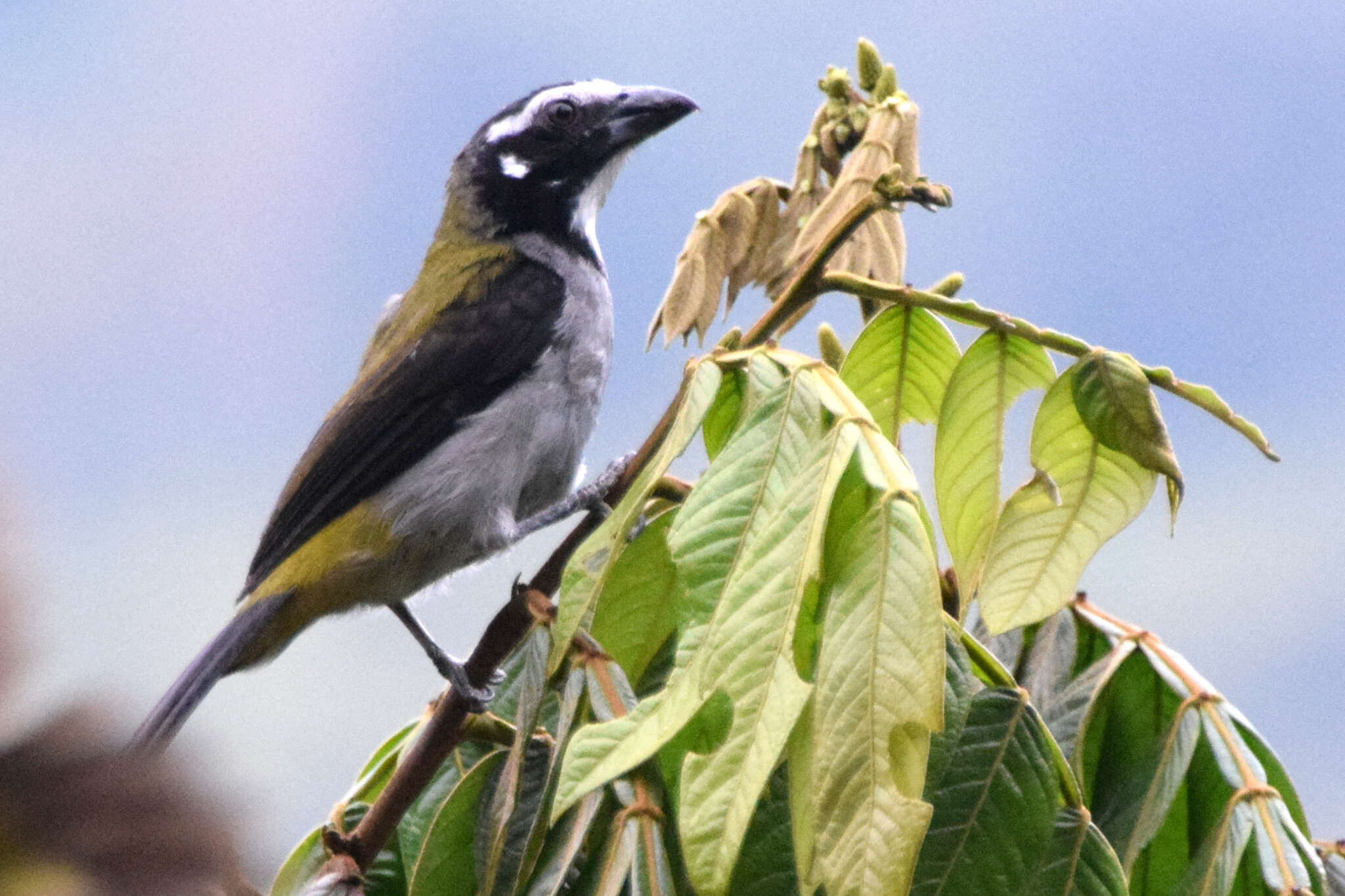 Image of Black-winged Saltator